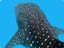 Whale Sharks, Kenya